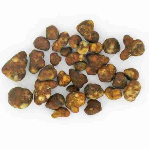 Trufas Mágico Hollandia Seca Espiritual - Microdose e Cerimônia