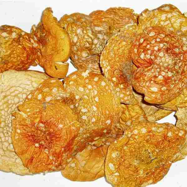 Amanita Muscaria Secas Cerimona e Microdosing