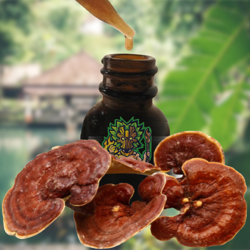 Reishi Ling Zhi (Ganoderma Lucidum) Vermelho 100% BIO - Tintura Mãe