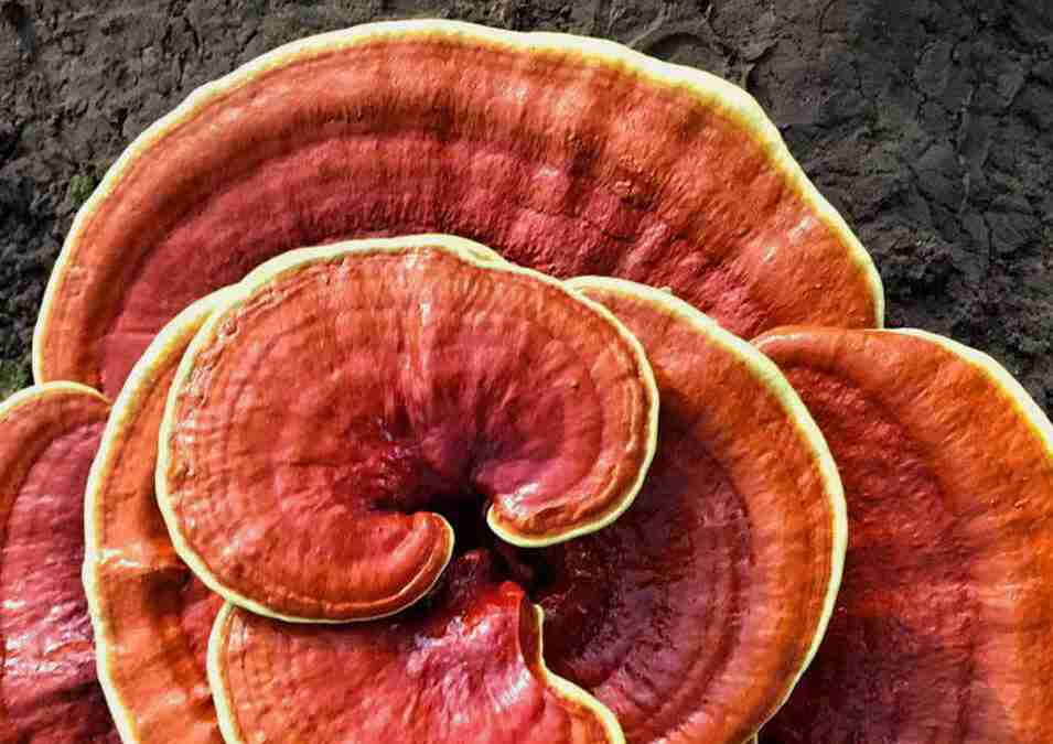 Reishi Ling Zhi (Ganoderma Lucidum) Vermelho 100% BIO - Todo Secos