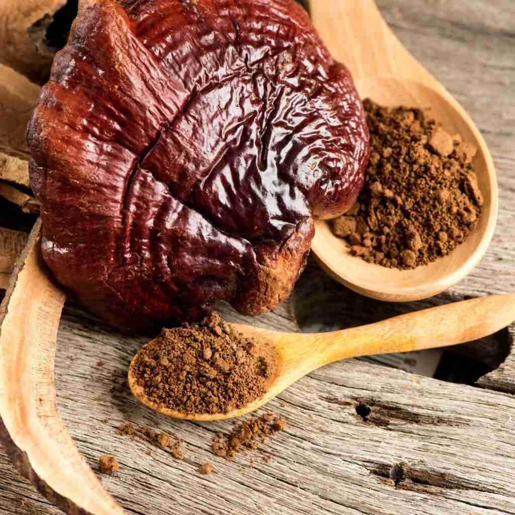 Reishi Ling Zhi (Ganoderma Lucidum) Vermelho 100% BIO - Extrato de Pó de 5:1