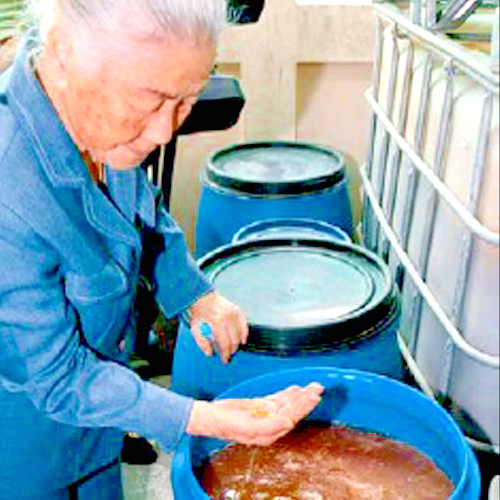 Fermentados Fervida - Zenzero e Curcuma - Microorganismos Efeitos 12 anos
