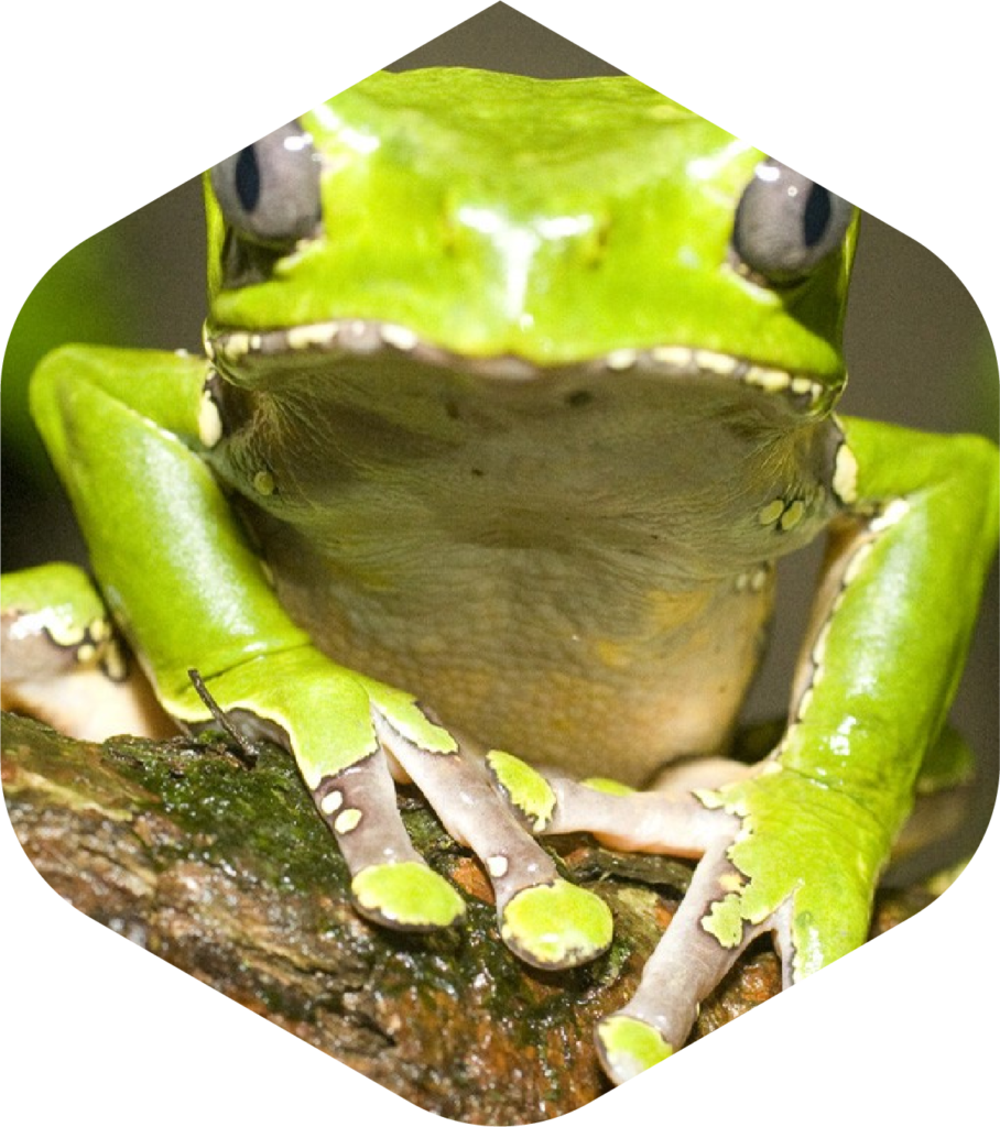 Kambo Colher De Pau Duplo Super Desintoxicante Peru Amazônia