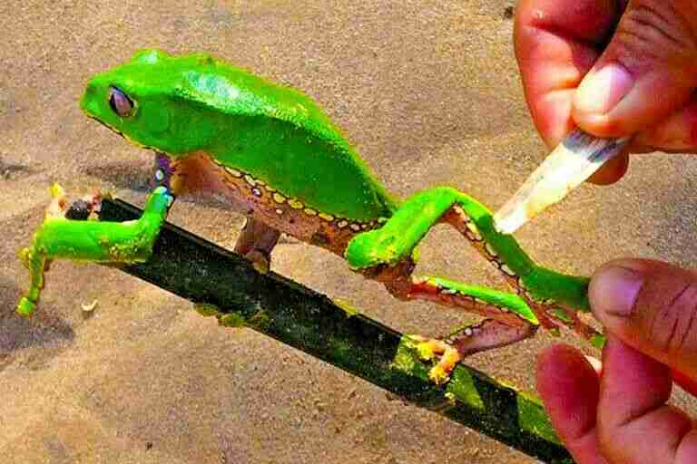 Kambo Colher De Pau Duplo Super Desintoxicante Peru Amazônia